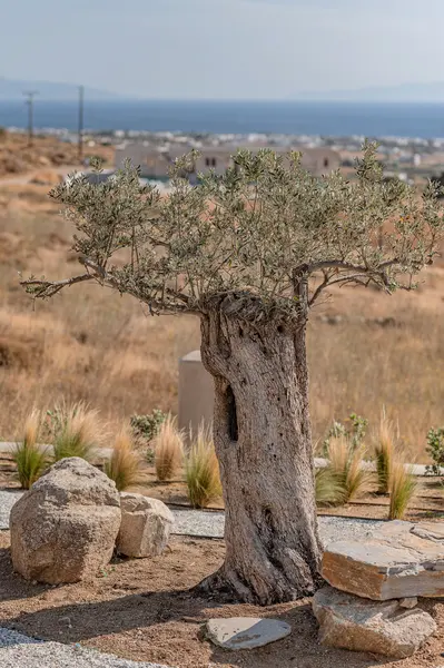 Aegean sea view framed by the garden at Terra & Olive Villa in Naxos